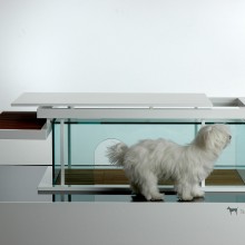 transparent-front-dog